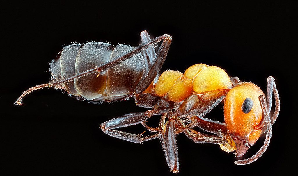 Ant Control service in St. Cloud, MN