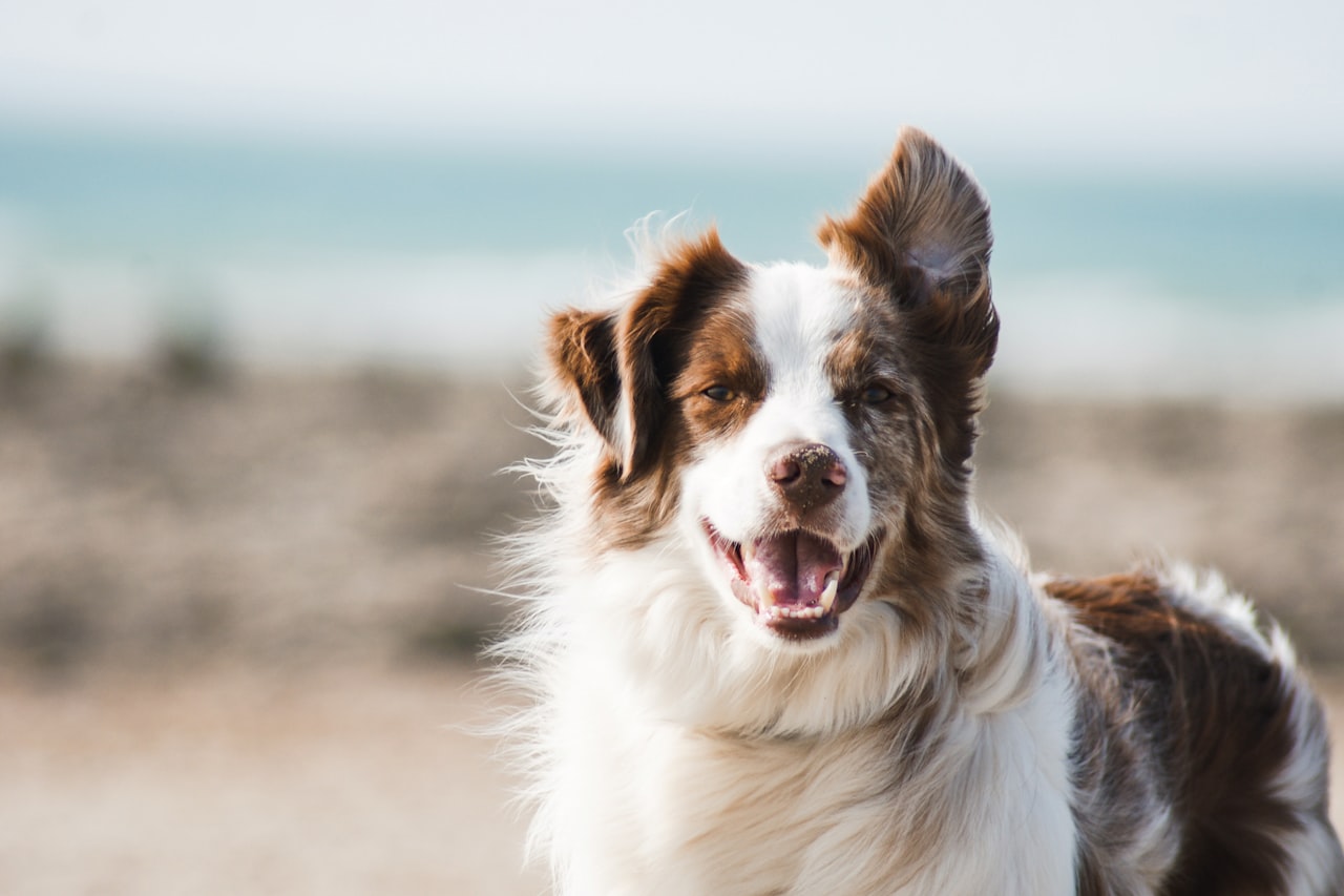 Flea & Tick Control service in St. Cloud, MN