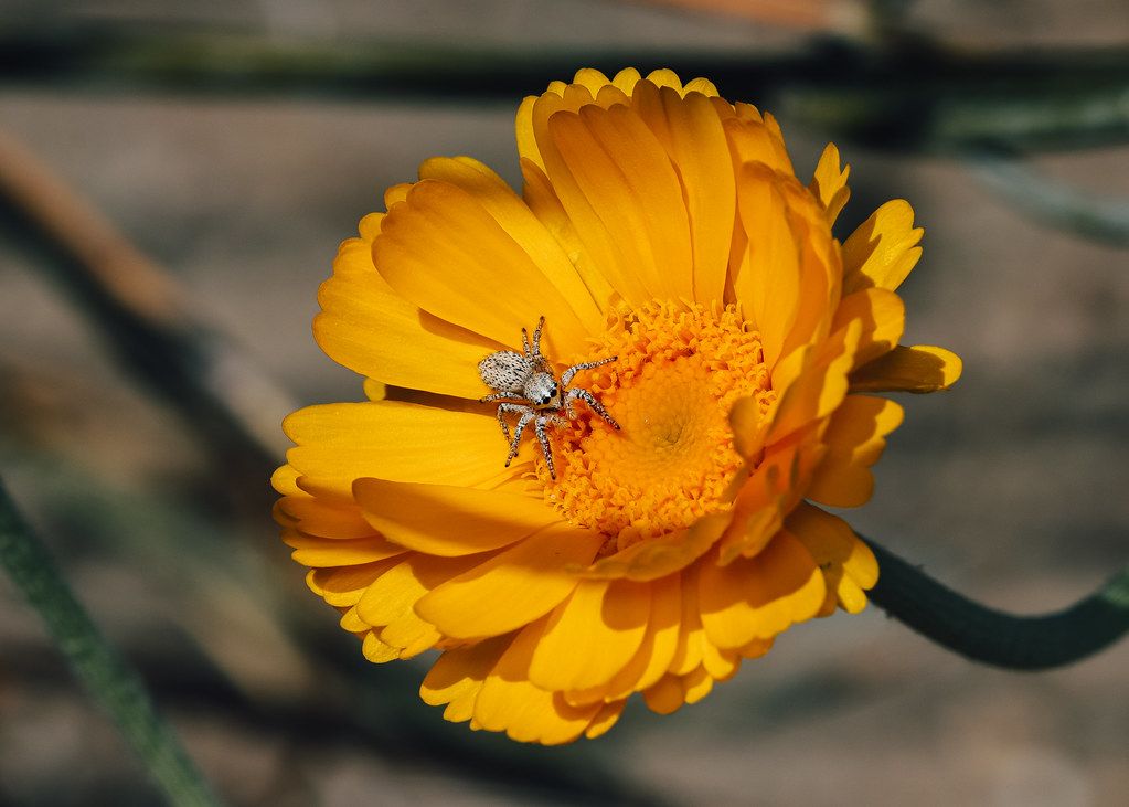 Spider Control service in St. Cloud, MN